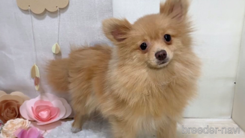 販売中の東京都のポメラニアン-244833の5枚目