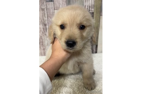 成約済の茨城県のゴールデンレトリーバー-293223の6枚目