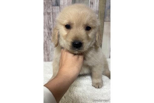 成約済の茨城県のゴールデンレトリーバー-293223の4枚目