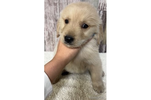 成約済の茨城県のゴールデンレトリーバー-293223の3枚目