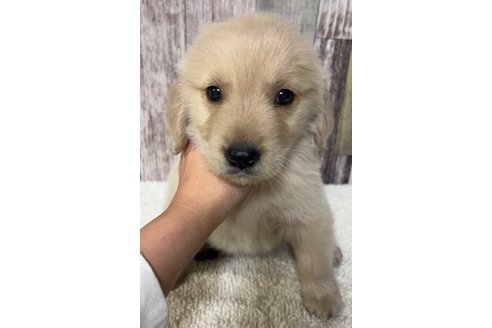 成約済の茨城県のゴールデンレトリーバー-293223の1枚目