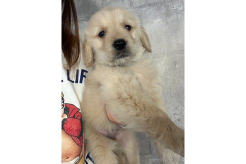 成約済の茨城県のゴールデンレトリーバー-293223の2枚目