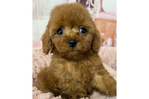 成約済の岡山県のティーカッププードル-289564の18枚目
