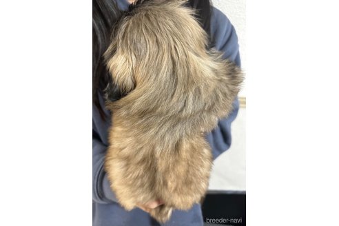 成約済の兵庫県のペキニーズ-289771の3枚目