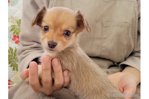 成約済の神奈川県のチワックス:チワワ×ミニチュアダックスフンド-293670の14枚目