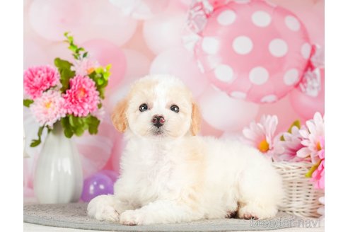 成約済の千葉県のトイプードル-293317の3枚目