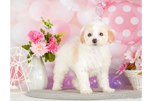 成約済の千葉県のトイプードル-293317の4枚目