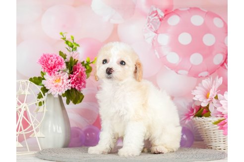 成約済の千葉県のトイプードル-293317の5枚目