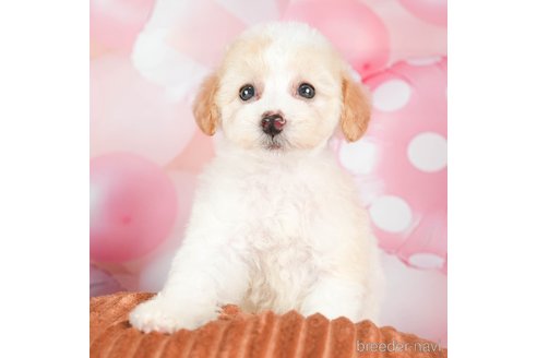 成約済の千葉県のトイプードル-293317