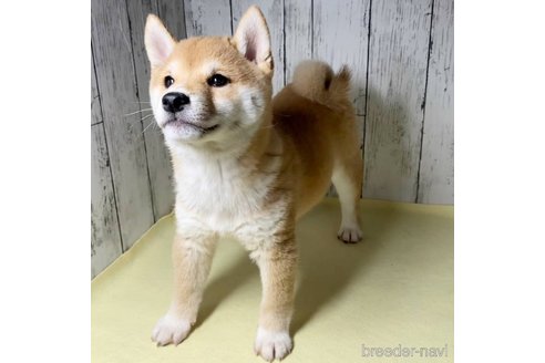 成約済の茨城県の豆柴-285195の19枚目