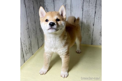 成約済の茨城県の豆柴-285195の17枚目