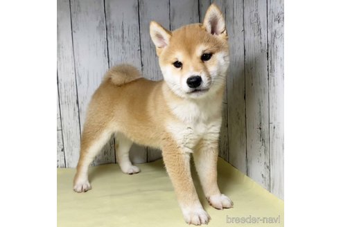 成約済の茨城県の豆柴-285195の18枚目