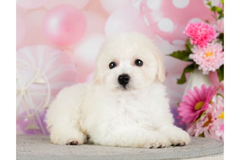 成約済の千葉県のトイプードル-293318の5枚目