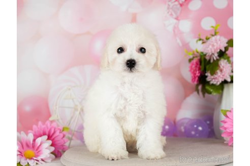 成約済の千葉県のトイプードル-293318の4枚目