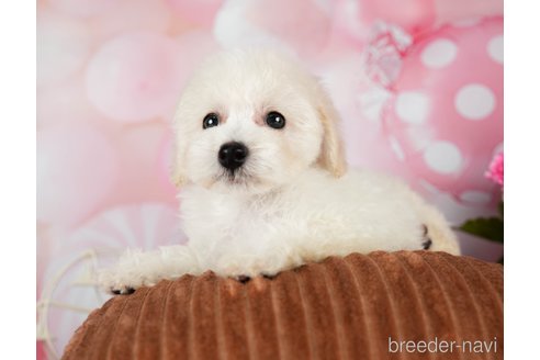 成約済の千葉県のトイプードル-293318の2枚目