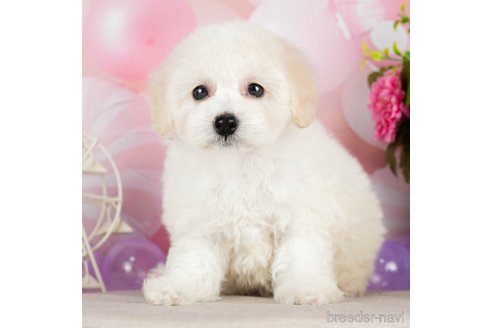 成約済の千葉県のトイプードル-293318