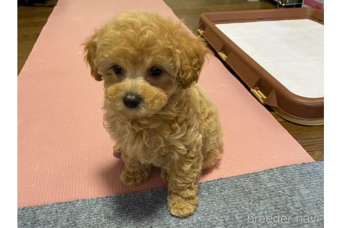 成約済の神奈川県のマルプー:マルチーズ×トイプードル-286266の7枚目