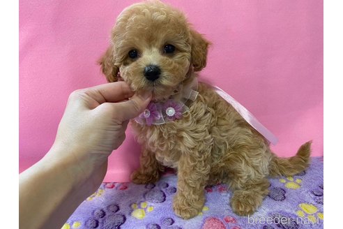 成約済の神奈川県のマルプー:マルチーズ×トイプードル-286266の1枚目