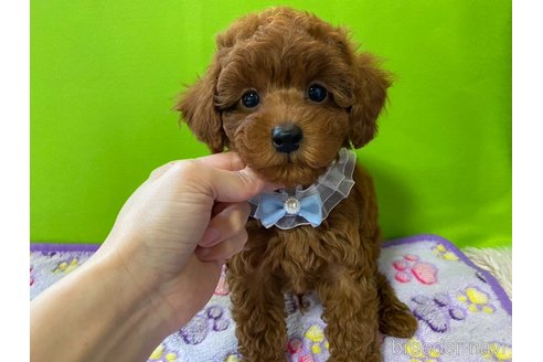成約済の神奈川県のタイニープードル-284235の4枚目