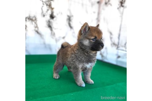 成約済の茨城県のミックス犬-288328の5枚目