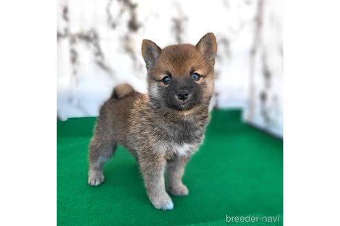 成約済の茨城県のミックス犬-288328の3枚目