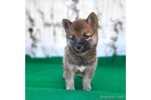 成約済の茨城県のミックス犬-288328の2枚目
