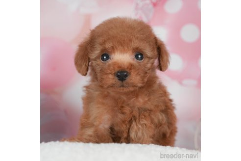 成約済の千葉県のタイニープードル-293336の2枚目