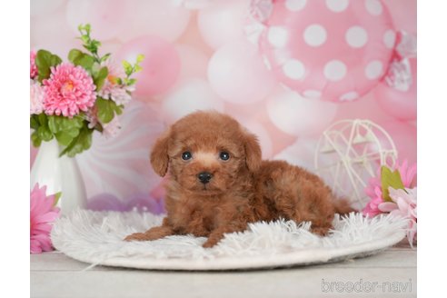 成約済の千葉県のタイニープードル-293336の5枚目