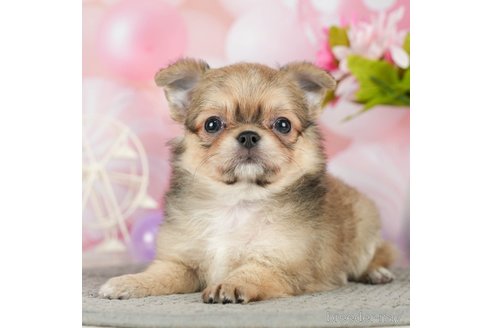 成約済の千葉県のチワワ(ロングコート)-293338の1枚目