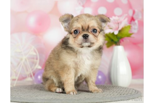 成約済の千葉県のチワワ(ロングコート)-293338の3枚目