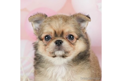 成約済の千葉県のチワワ(ロングコート)-293338の4枚目