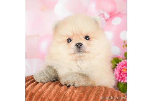 成約済の千葉県のポメラニアン-293339の1枚目