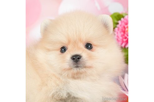 成約済の千葉県のポメラニアン-293339の3枚目