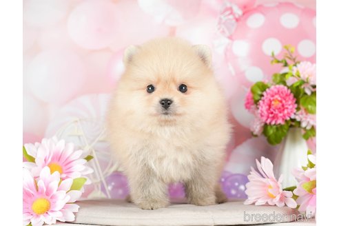 成約済の千葉県のポメラニアン-293339の4枚目