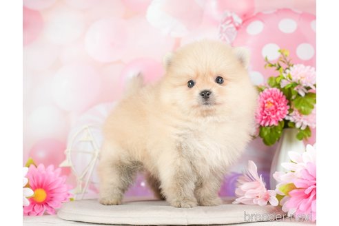 成約済の千葉県のポメラニアン-293339の5枚目