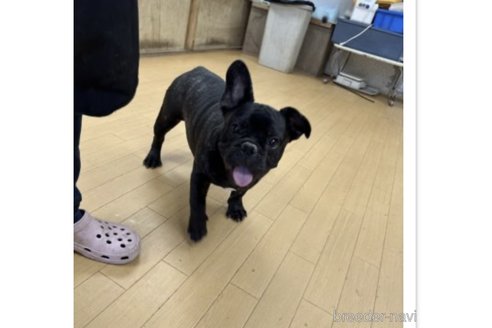 成約済の千葉県のフレンチブルドッグ-266277の6枚目