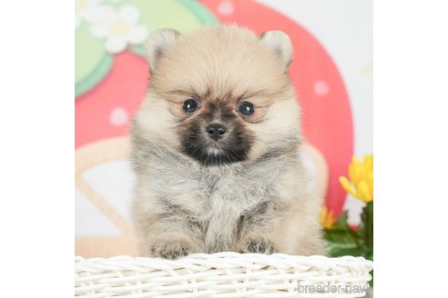 成約済の千葉県のポメラニアン-293340の1枚目