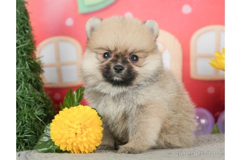 成約済の千葉県のポメラニアン-293340の5枚目