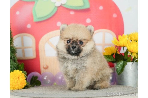 成約済の千葉県のポメラニアン-293340の2枚目