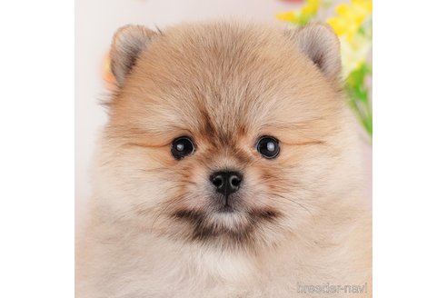 成約済の千葉県のポメラニアン-293342の1枚目