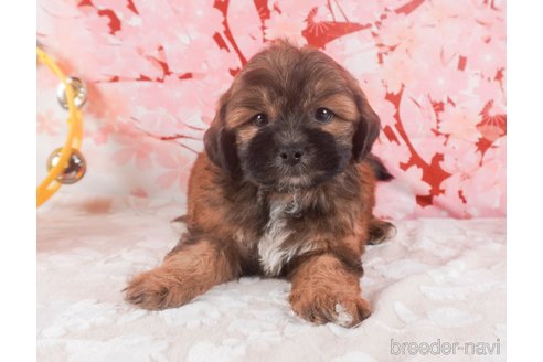 成約済の栃木県のミックス犬-293387の2枚目