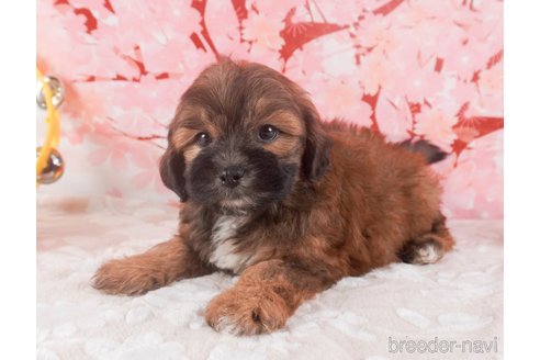 成約済の栃木県のミックス犬-293387の3枚目