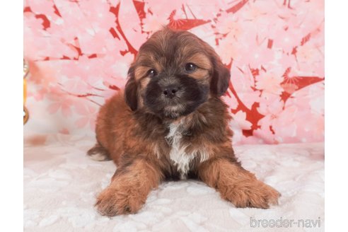 成約済の栃木県のミックス犬-293387の5枚目