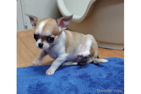 成約済の千葉県のチワワ(スムースコート)-284316の88枚目