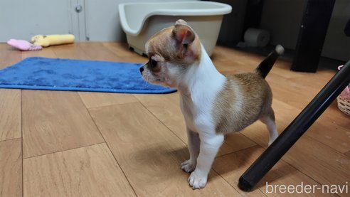 成約済の千葉県のチワワ(スムースコート)-284316の85枚目
