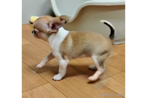 成約済の千葉県のチワワ(スムースコート)-284316の76枚目