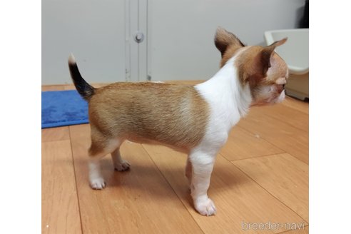 成約済の千葉県のチワワ(スムースコート)-284316の75枚目