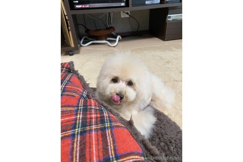 成約済の愛知県のタイニープードル-275337の54枚目