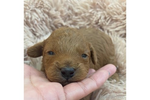 成約済の岡山県のトイプードル-293505の8枚目