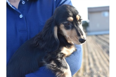 成約済の愛知県のミニチュアダックスフンド(ロングヘアード)-270322の3枚目